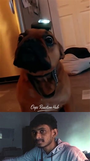 Funny Animal Fails Caught on Camera 😂