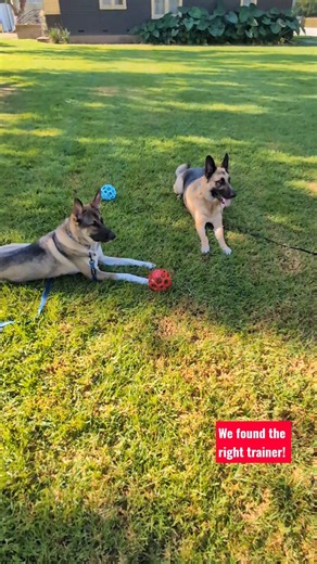 Why Every Dog Owner Needs This Simple Training Hack!
