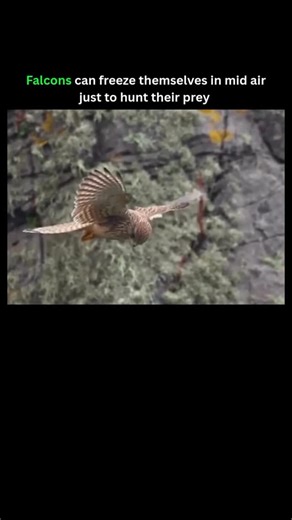 Begin Facts 😳 | Falcons can appear to “freeze” themselves in mid-air while hunting prey. This is a known hunting technique often called kiting or hovering.... | Instagram