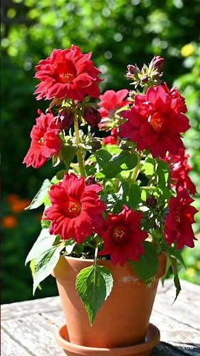 🌺✨ The Most Dramatic Indoor Flower “ Red Rover Flower”