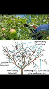 4.7K views · 26 reactions | ✂️ Pruning Apple Trees Made Easy ✂️ Boost...