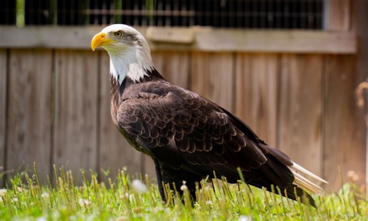 Knoebels announces death of eagle who had lived at resort for 20 years