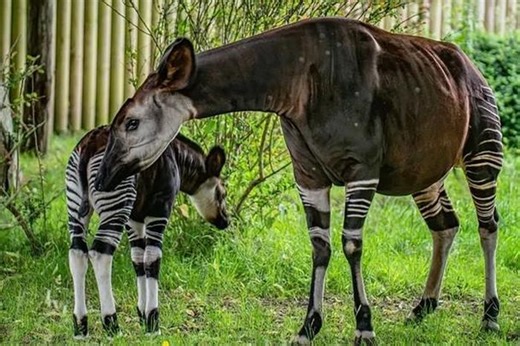 Tận mục loài động vật quý hiếm được mệnh danh 'kỳ lân châu Phi'