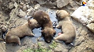 46M views · 1.7M reactions | These puppies were glued to a pool of tar, so rescuers had to tear up the ground to free them. It took DAYS of baths for them to get clean — and then it was time to reunite with their mom  | The Dodo | Facebook
