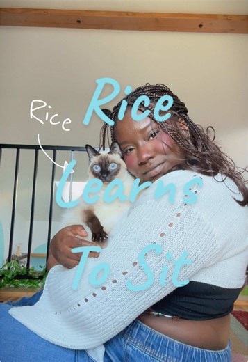 Rice learns how to sit…kinda. Any tips are welcomed lol! #ricethecat | cats