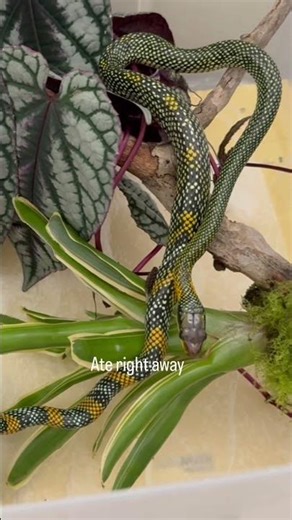 The Rarest Snakes in The World: Gonyosoma margaritatum pair in Quarantine | Rainbow/Royal Tree Snake