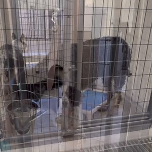 19K views · 1K reactions | Oodles of doodles and many more! It’s Walk Around Wednesday time and everyone is here to see you! Not all dogs in this video are available. Please see our website for available dogs! #walkaroundwednesday #doglovers #dogrescue #petlovers | National Mill Dog Rescue | Facebook