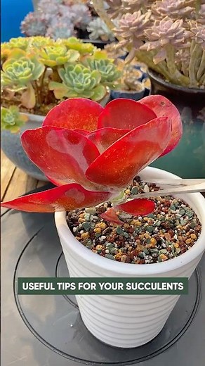 How to Make Succulents Grow MORE Pups! 🌱 Simple Tricks to Get Offsets