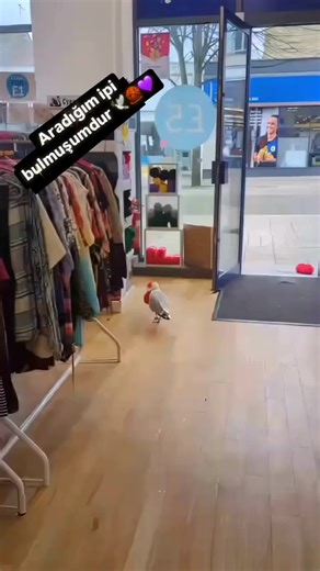 Kırmızı İpi Bulmanın Hikayesi