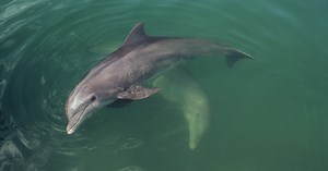 The Tricky Hunting Tactics of Dolphins | Hakai Magazine