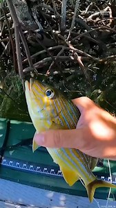 27K views · 345 reactions | Fishing Adventure on My INFLATABLE Boat | South Florida Fishing Channel | Facebook