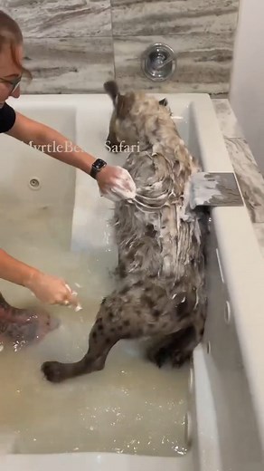 1.3M views · 15K reactions | Bonsai the Hyenas crazy bath time play , this kid really loves the bath. 藍 | Kody Antle | Facebook