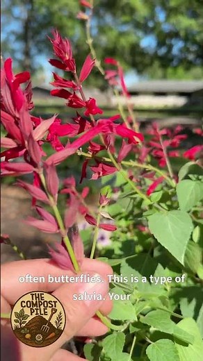Tubular Flowers Explained - Attracting Hummingbirds in Zone 9