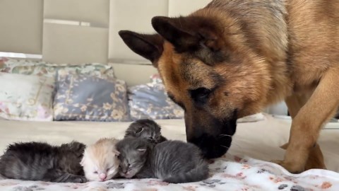 German Shepherd Meets Tiny Newborn Kittens