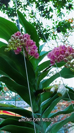 Video của Honglannguyen (@honglannguyen89) với bản nhạc nhạc nền - Nhạc cũ 198x 📻