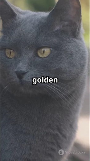 Chartreux vs Russian Blue / Which Cat İs Better ? #shortsfeed #shorts #cat #cats #pets #trending