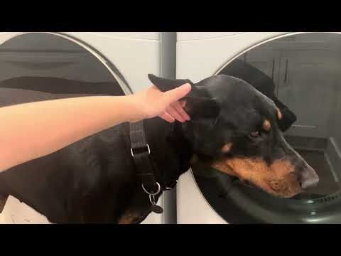 How to fit your mini educator to your dog, feat: Loki (who is irritated bc he’s ready to go outside)