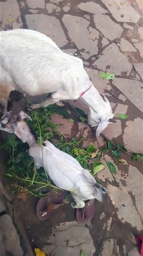 Tukur Tukur❣️🎵🏞 # kumaoni song #kumaoni #newsong #music #song