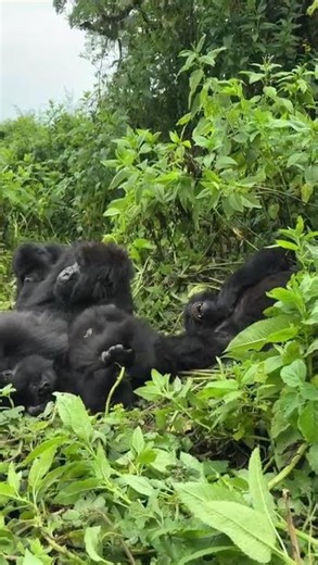 7-Day Highlights of Rwanda