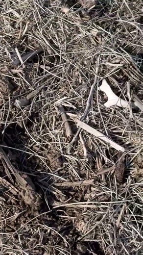 Oldie but still awesome. #hunter #birdhunting #deerhunting #shedhunting #deer