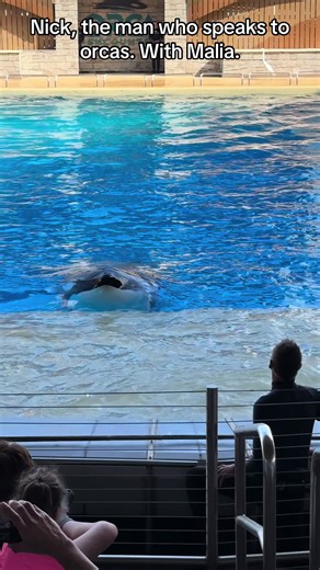 Meet Nick: The Orca Whisperer at SeaWorld Orlando