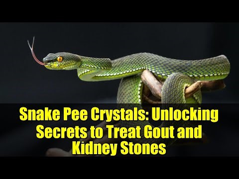 Snake Pee Crystals: Unlocking Secrets to Treat Gout and Kidney Stones