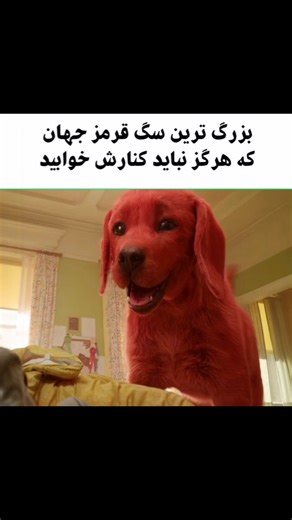 ‎فیلم و سریال|filmrsi‎ on Instagram‎: "برای تماشای آسان فیلم عدد « 285 » رو کامـ ـنت کنید . فیلم: کلیفورد سگ بزرگ قرمز movie:Clifford the Big Red Dog 2021 ⭐imdb:10/5.9 میتونید این فیلم رو از تـ ـلگرام دانـ ـلود کنید ایدی کـ ـانال « filmrsi » @filmrsi"‎