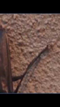 They're big, scary and can fly. A look at the Palo Verde beetle.