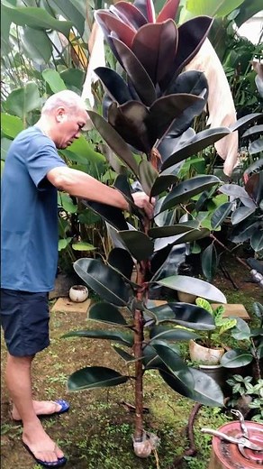 Successful Marcotting / Marcotting rubber tree