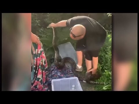 Man has to wrestle am 11 foot python that entered his home (UK) - 19/Sep/2023