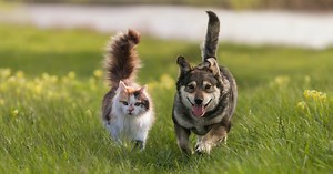 Les aoûtats chez le chien et le chat : comment protéger et traiter son animal ?