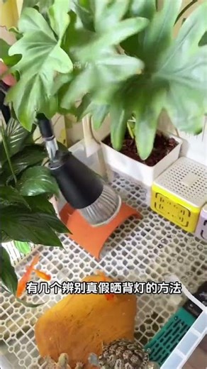 Safely Sunbathe Your Back: A Pitfall-Free Guide