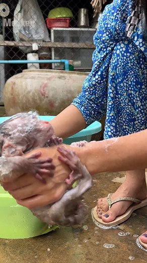 37K views · 696 reactions | Time mom take a bath for both baby | Newborn Monkey Tzy1 | Facebook