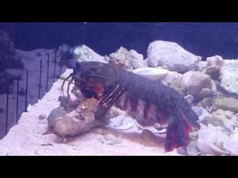 Mantis shrimp vs crab in deadly fight!