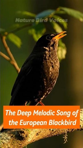 The Deep Melodic Song of the European Blackbird #BirdSongs #BirdSounds #WorldBirds