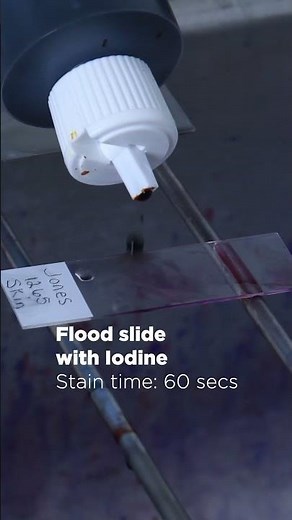 How to Prepare the Perfect Gram Stain #Microbiology #HardyDiagnostics #Gramstaining