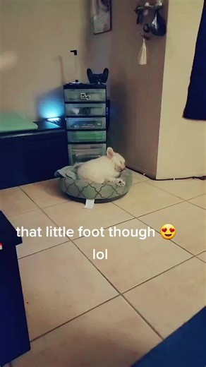 I wish I could sleep that peaceful ! #tinydog #rentfree #nocareintheworld