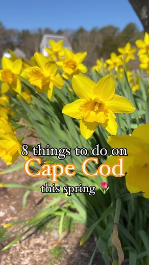 Spring is here! Here are 8 great reasons to celebrate it on Cape Cod. 🌼🌸#capecod #spring #visitcapecod #visitma #fyp #foryoupagе #letsgothere #tiktoktravel #springvibes @Guidebookcapecod