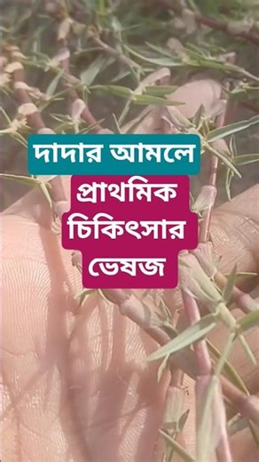 Cynodon dactylon||Correct identification of Durba/Bermuda grass||