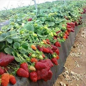 Amazing Eating Delicious Fruit on Farm | Israel Agriculture Love