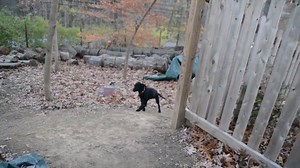4.2K views · 35 reactions | Hadar Sligh and Susie Sykes are two adorable nearly 4 month old pupies just hanging around at their fosters house waiting for their forever families. Both are awesome with other dogs, people and ignore the resident cat. Hadar loves to play but is overall a laid back boy. Susie on the other hand wants to be the life of the party. Both are available for adoption at www.wagsrescue.org | Wags Rescue & Referral | Facebook