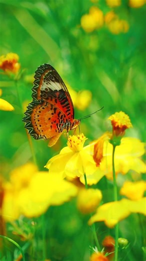 Pulp Fiction’s Glowing Briefcase Explained