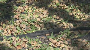 WATCH: Why are Spanish farmers going nuts for almonds