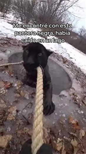 Rescate Impactante de una Pantera Negra