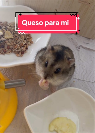 Disfrutando del Queso con Saitama el Hamster
