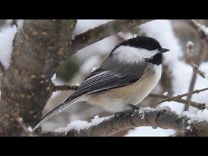 Black-capped chickadee, call