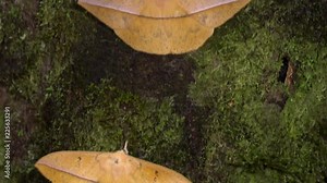 Giant silkworm moth (Lonomia sp., family Saturniidae). Members of this genus are known for their caterpillars which produce a highly potent anticoagulant venom. In the Ecuadorian Amazon.