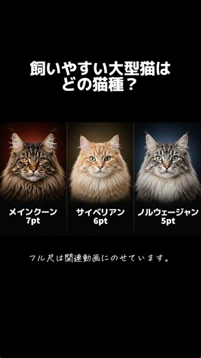 サイベリアン、メインクーン、ノルウェージャン、飼いやすい大型猫はどれ？