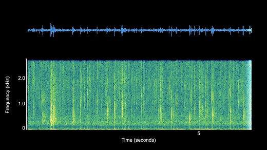 Snapping Shrimp Half-Speed