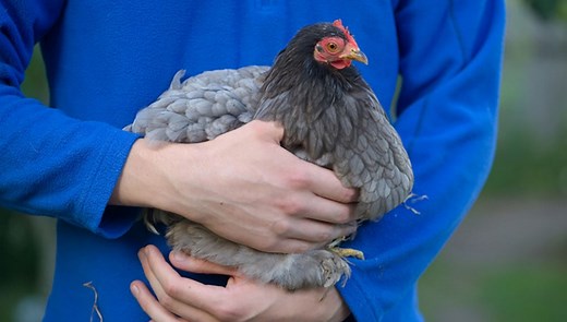 18 Grey Chicken Breeds - The Happy Chicken Coop